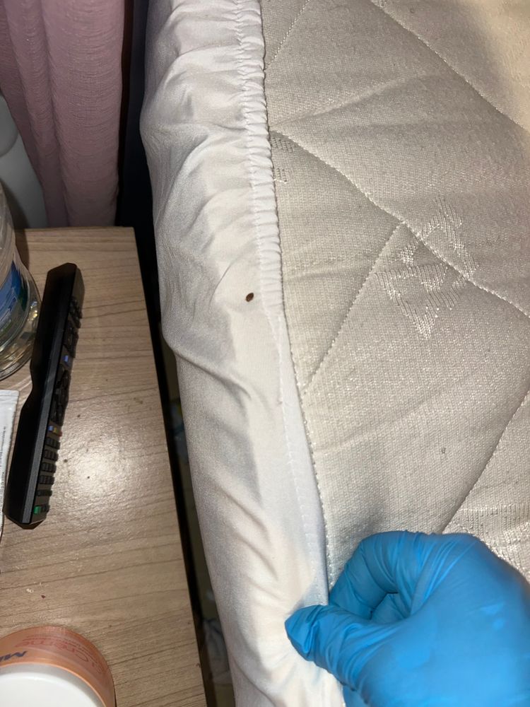 Infestation couture cachée